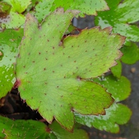 Saxifraga fortunei 'Pink Mist'